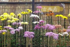 古典菊