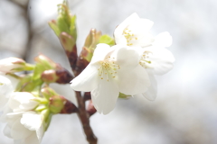 桜　５