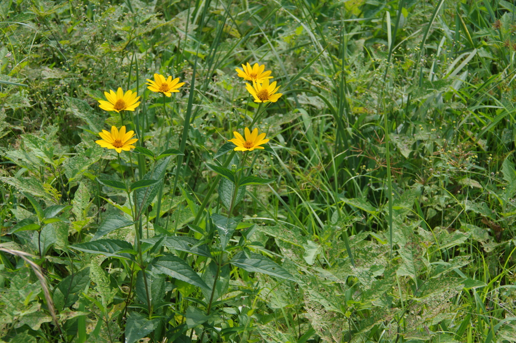 花