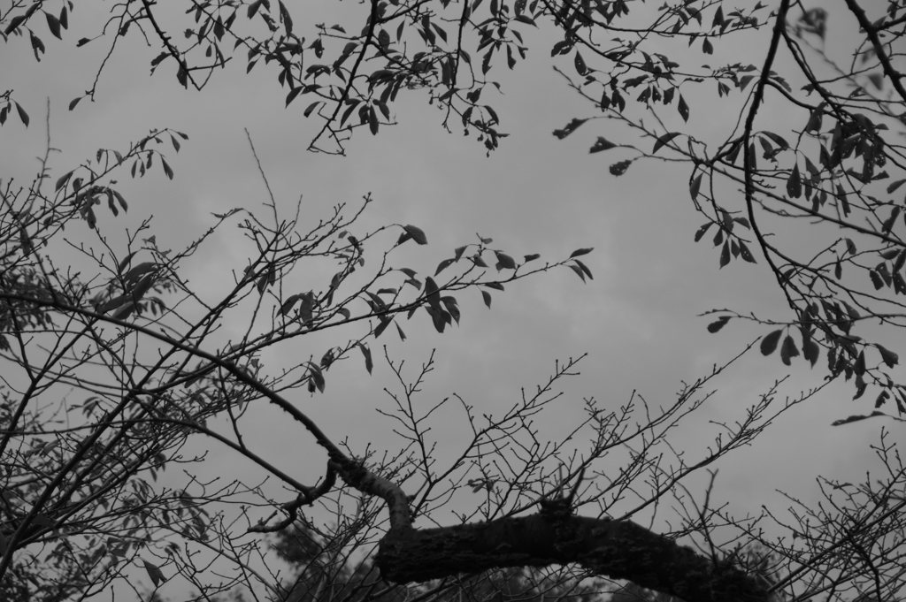 枝と空