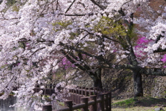 奥多摩の春　２