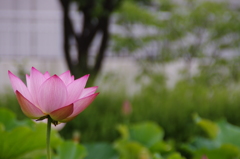 蓮の花