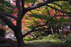 庭園美術館の庭　４