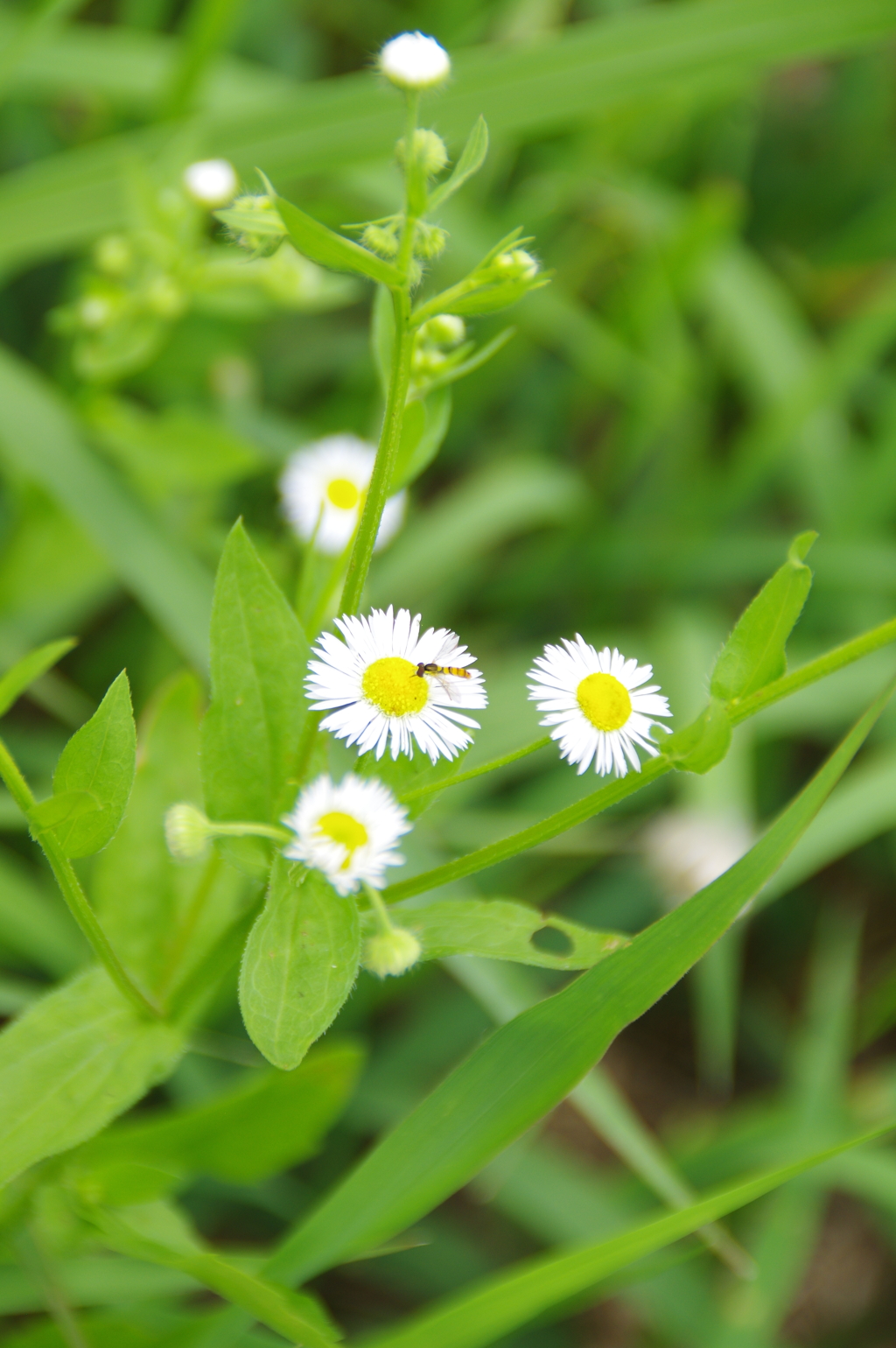 土手の草花と昆虫