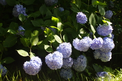 紫陽花