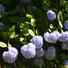 紫陽花