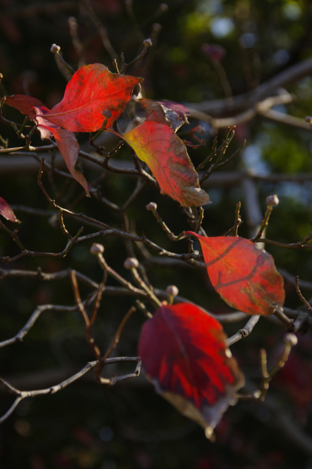 紅葉