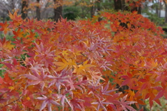 紅葉