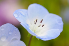 植物公園の草花　２０１７年4月（ネモフィラ）
