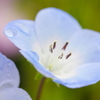 植物公園の草花　２０１７年4月（ネモフィラ）