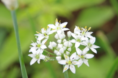ニラの花