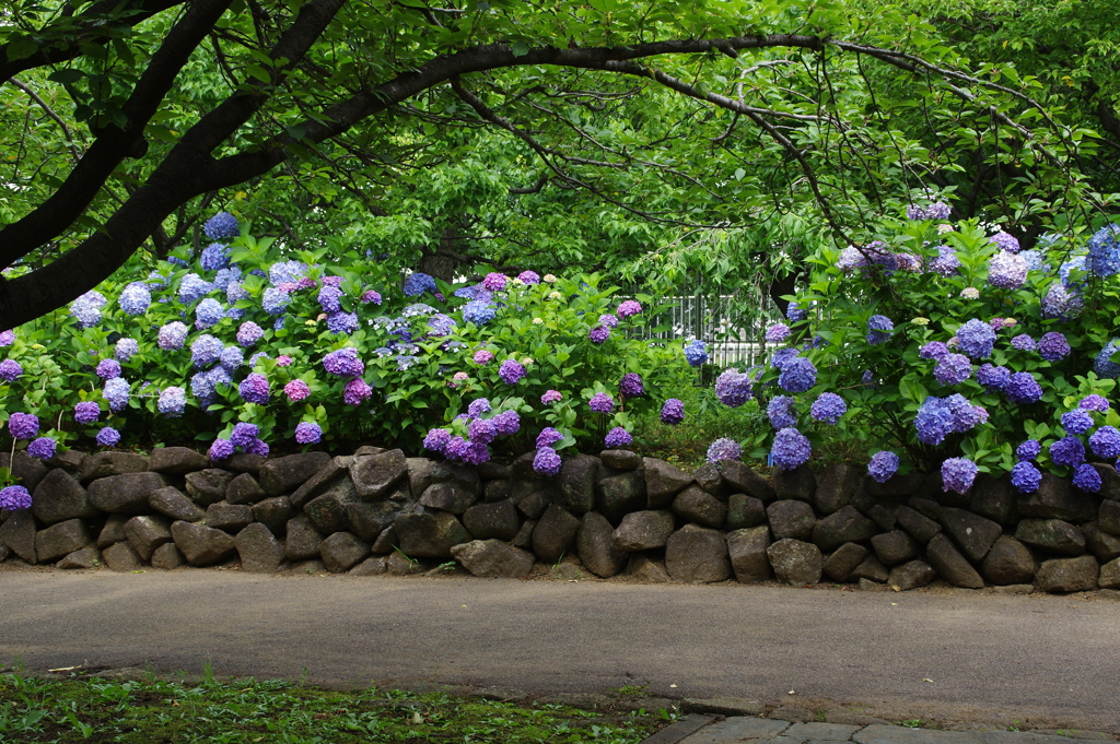 紫陽花