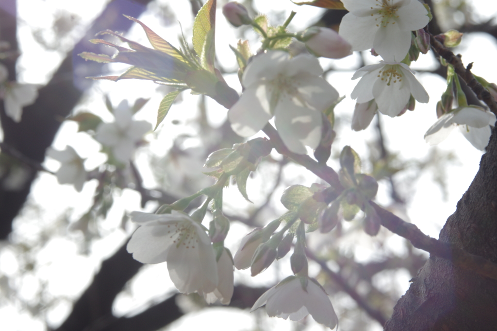 桜　３