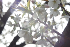 桜　３