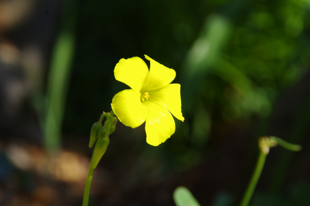 梅の木の下の野花