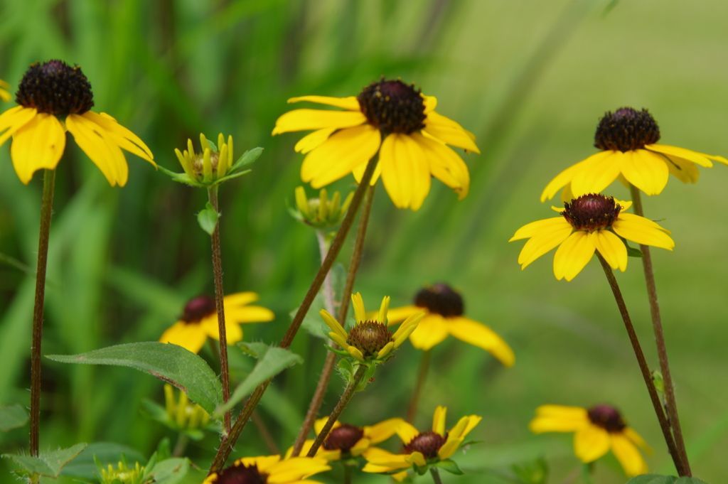 植物公園の花々　２