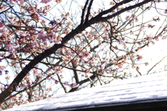 寒桜と東屋
