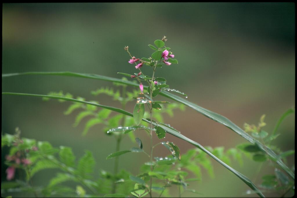 野草（2002年9月）