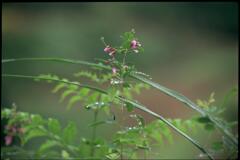 野草（2002年9月）