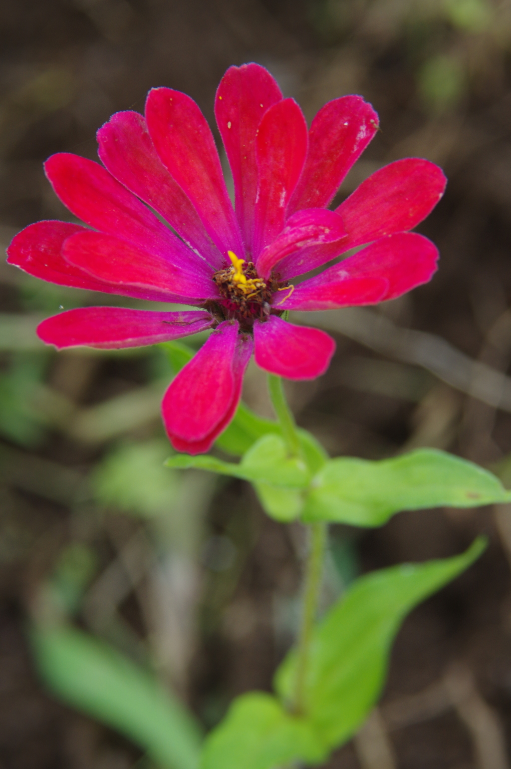 公園で見つけた花