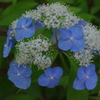 紫陽花３