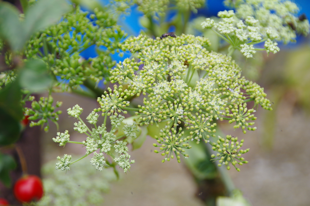 花