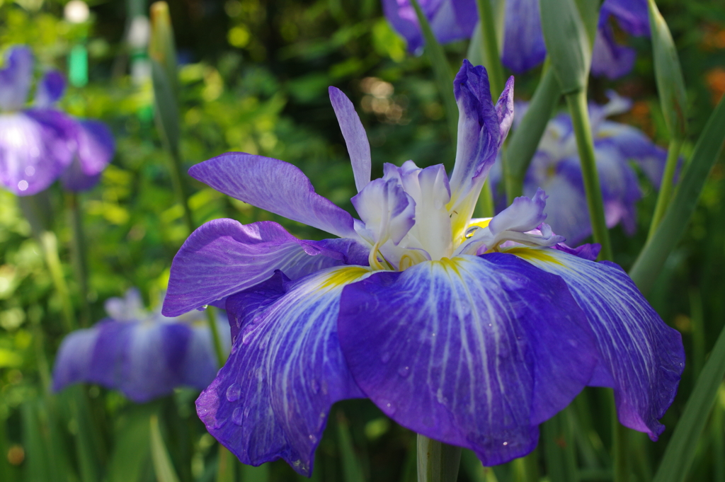 花菖蒲