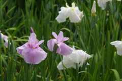 菖蒲　２１