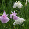 菖蒲　２１