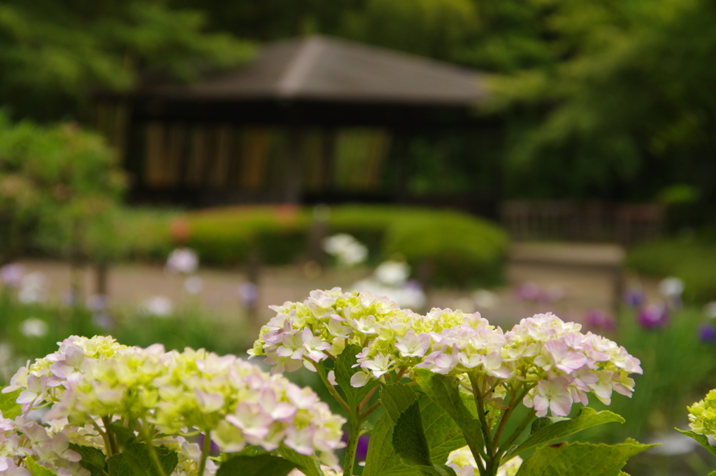 花菖蒲内の紫陽花から