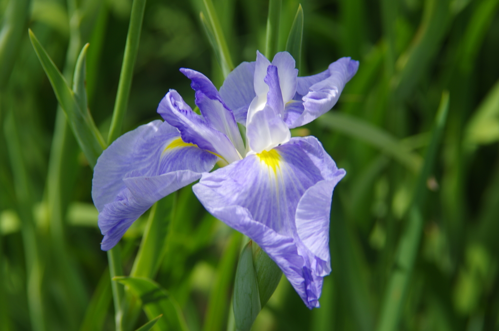 菖蒲　６