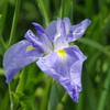 菖蒲　６