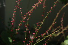 みずひき