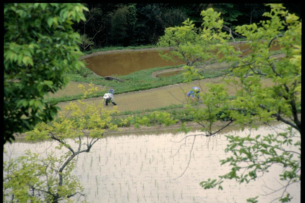 田植え（2000年5月）