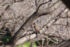 木に止まる鳥（ツグミかな）