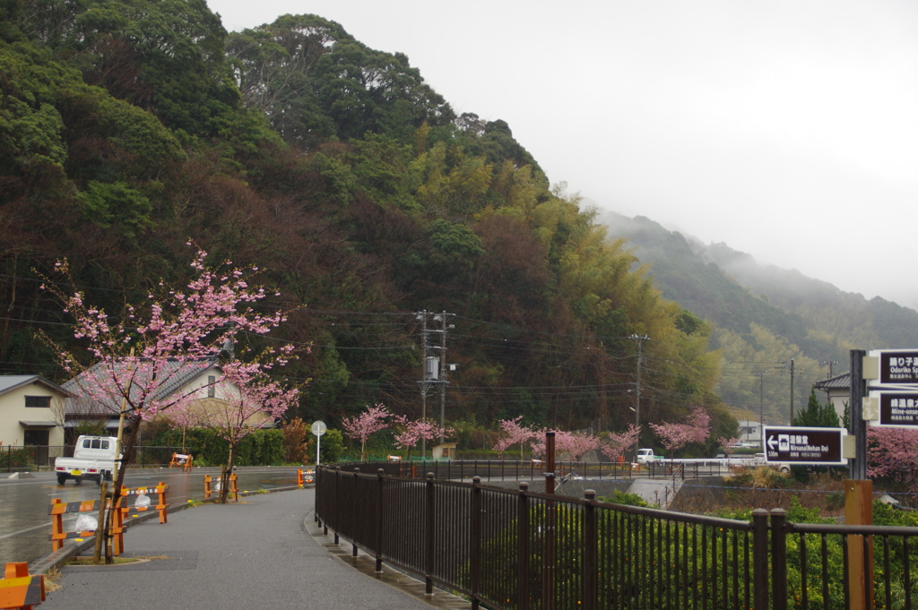 道路沿いに