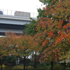 秋　３
