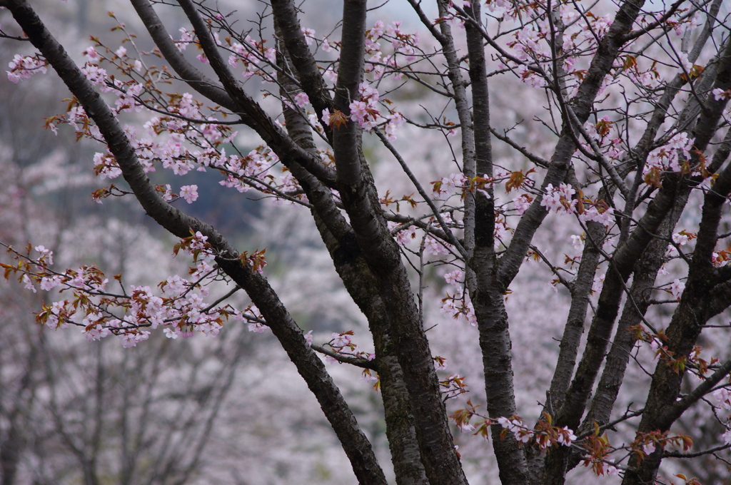 桜