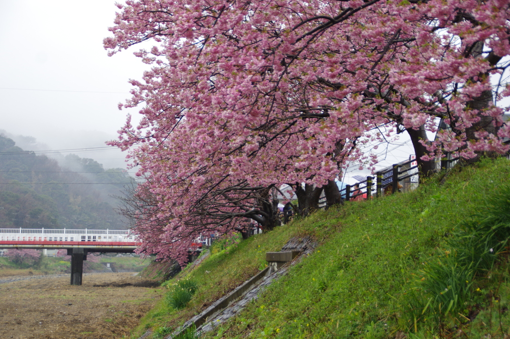 河津桜と橋