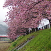 河津桜と橋