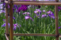 菖蒲７
