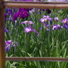 菖蒲７