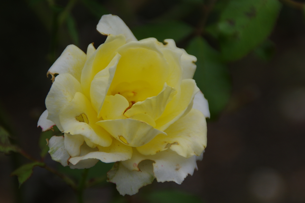 薔薇