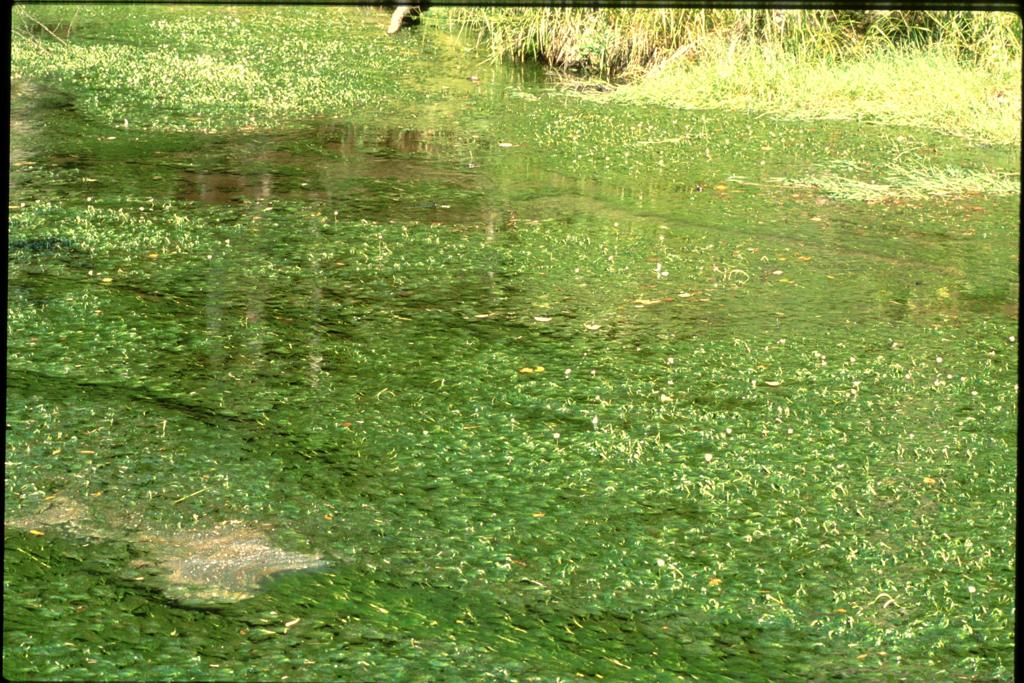 水草　上高地にて