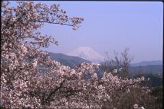 桜と富士山