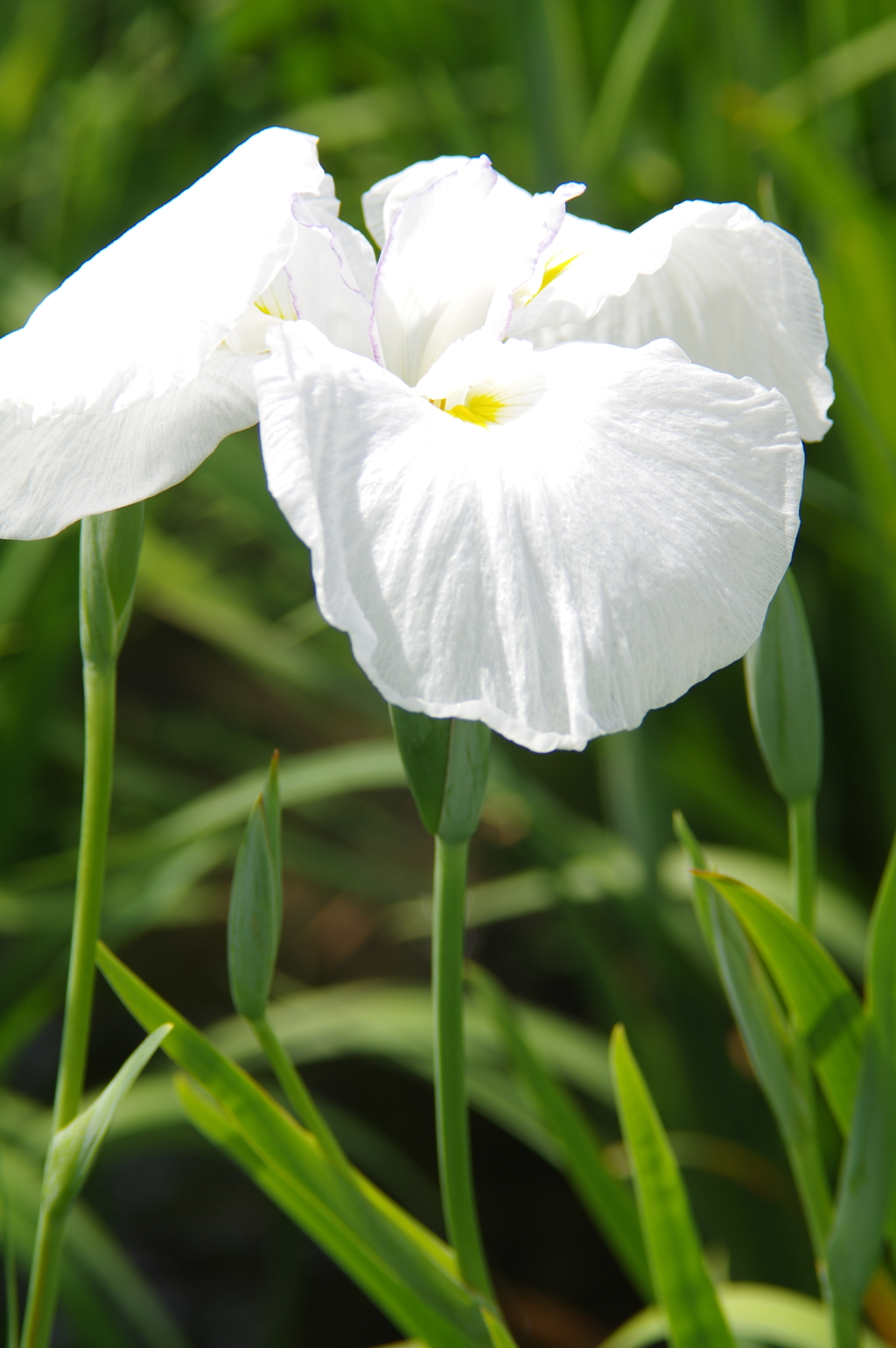 菖蒲　４