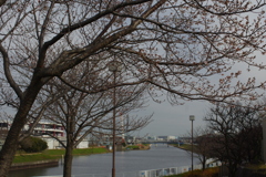 十月桜と新芝川