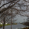 十月桜と新芝川