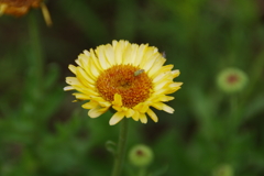 花と小さいな虫