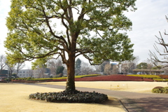 樹木のある風景